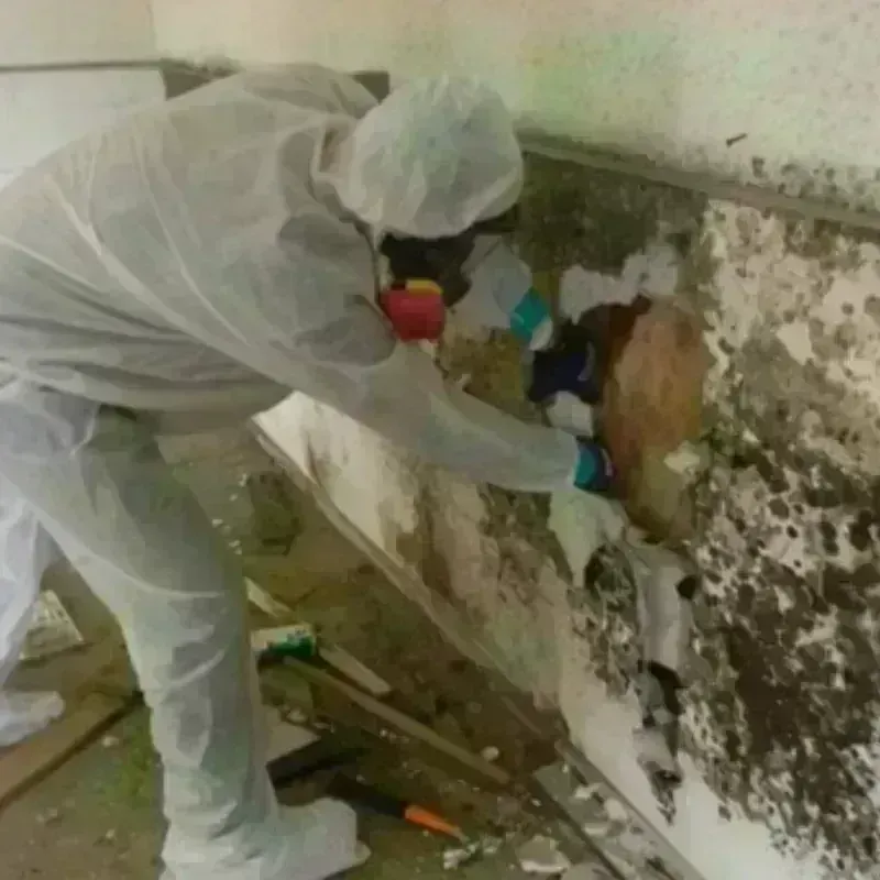 Mold Remediation and Removal in La Villa, TX